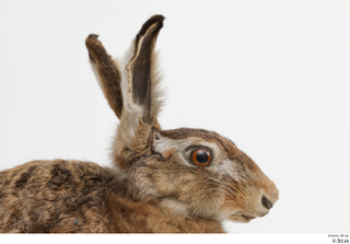 Hare  1 head 0005.jpg